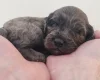 Cockapoo
