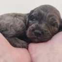 Cockapoo