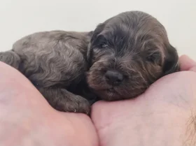 Cockapoo