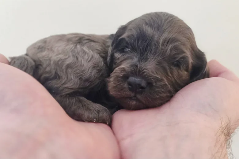 Cockapoo