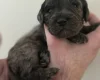 Cockapoo