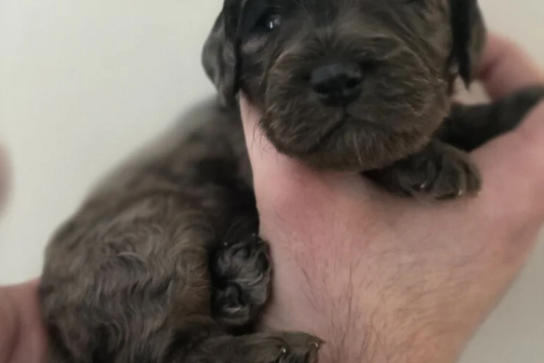 Cockapoo