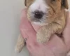Cockapoo