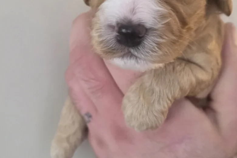 Cockapoo