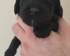 Cockapoo