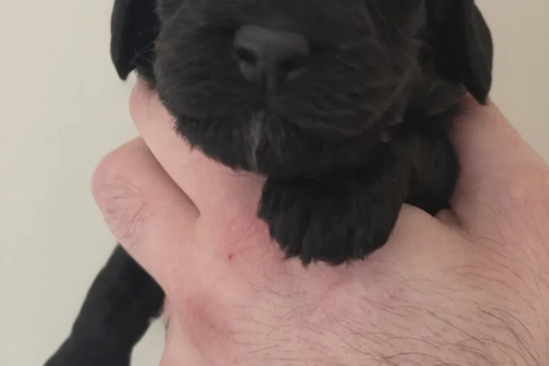 Cockapoo