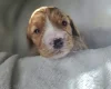 Cockapoo