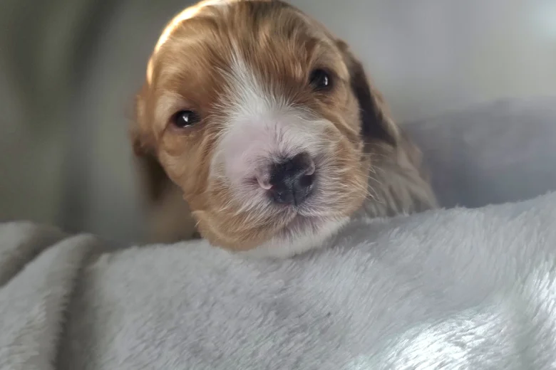 Cockapoo