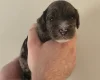 Cockapoo