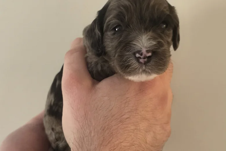 Cockapoo
