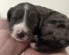 Cockapoo