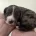 Cockapoo