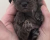 Cockapoo