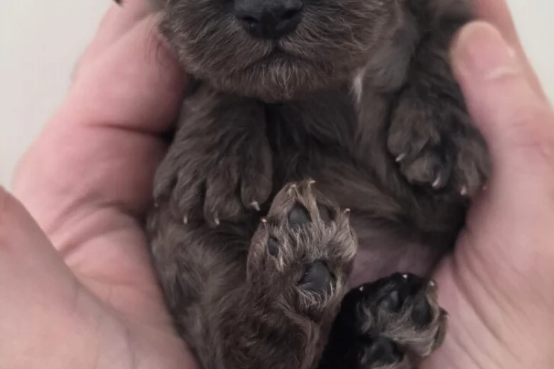 Cockapoo