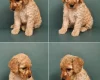 Cockapoo