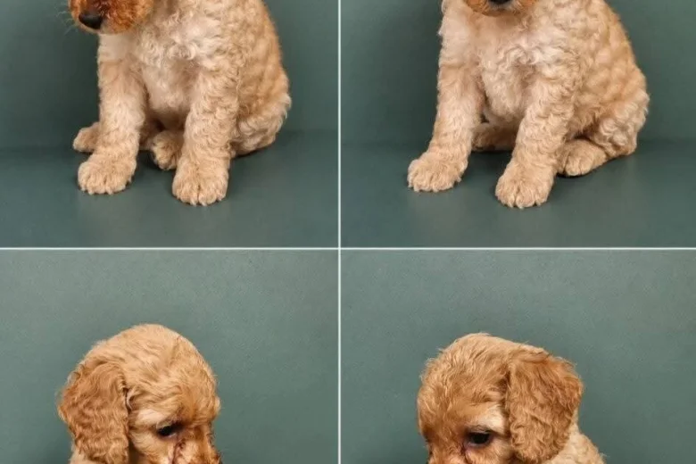 Cockapoo