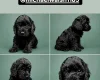 Cockapoo