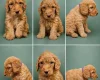 Cockapoo