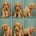 Cockapoo