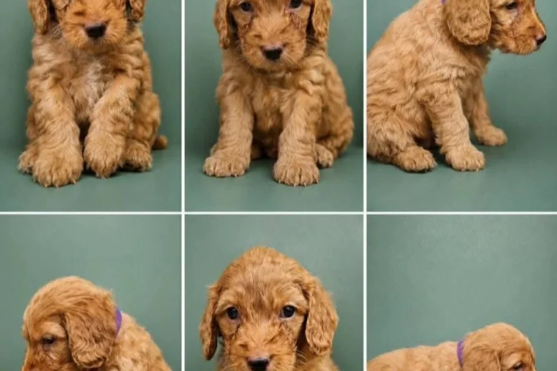Cockapoo