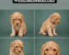 Cockapoo