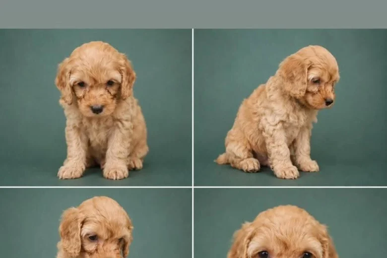 Cockapoo