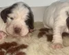 Cocker Spaniel (Show)