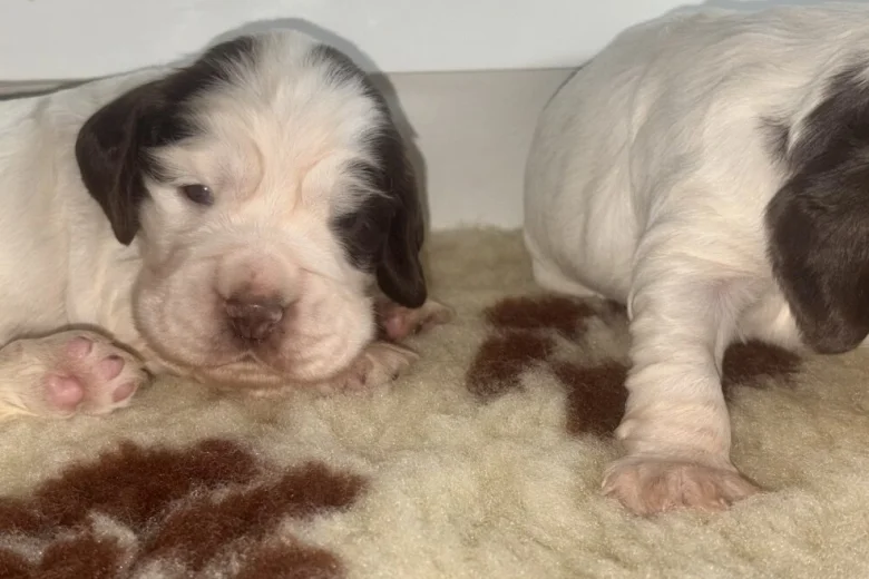 Cocker Spaniel (Show)