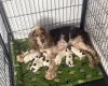 Cocker Spaniel (Show)