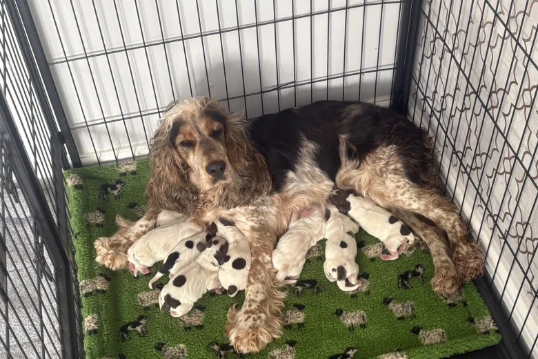 Cocker Spaniel (Show)