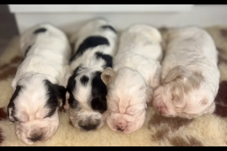 Cocker Spaniel (Show)