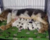 Cocker Spaniel (Show)