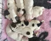 Cocker Spaniel (Show)