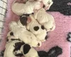 Cocker Spaniel (Show)