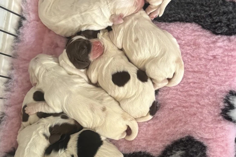 Cocker Spaniel (Show)