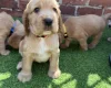 Cocker Spaniel (Show)