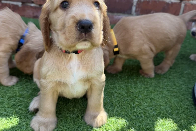Cocker Spaniel (Show)