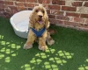 Cocker Spaniel (Show)