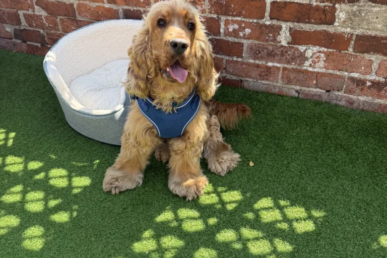 Cocker Spaniel (Show)