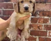 Cocker Spaniel (Show)
