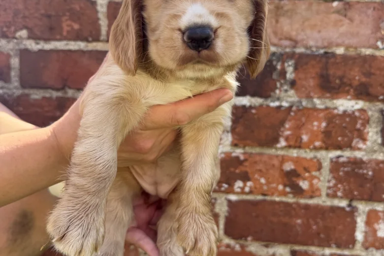 Cocker Spaniel (Show)