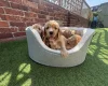 Cocker Spaniel (Show)