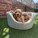 Cocker Spaniel (Show)