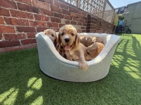 Cocker Spaniel (Show)