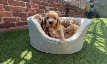 Cocker Spaniel (Show)