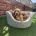 Cocker Spaniel (Show)