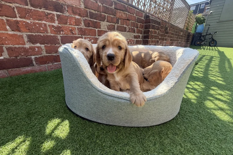 Cocker Spaniel (Show)