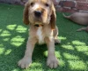 Cocker Spaniel (Show)