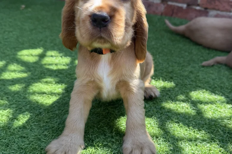 Cocker Spaniel (Show)