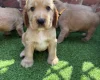 Cocker Spaniel (Show)